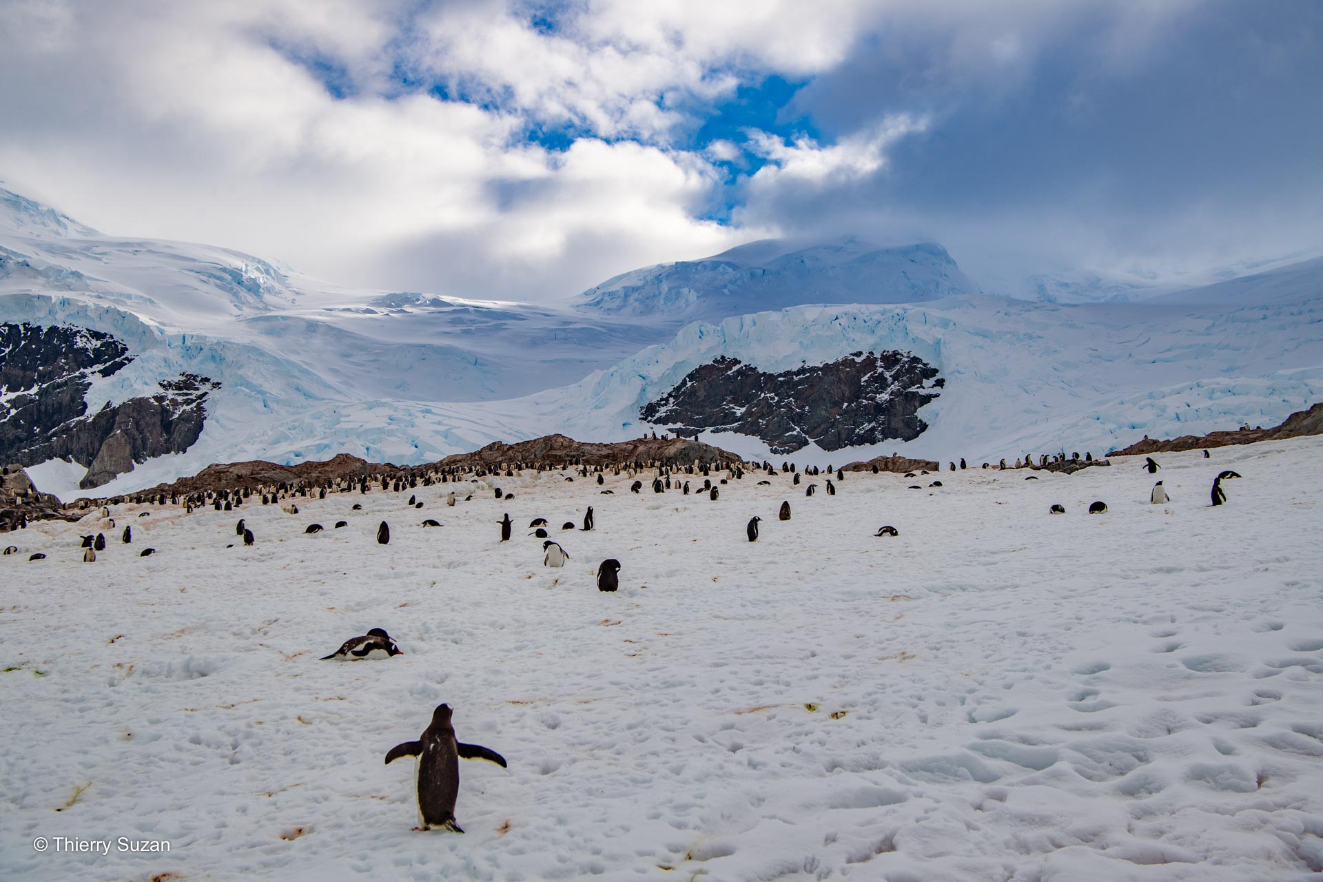 Le refuge des papous | Péninsule Antarctique